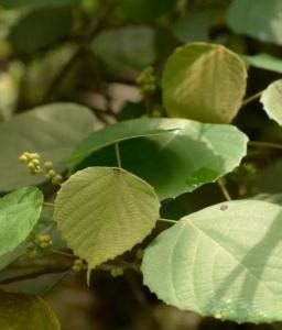 血桐危害|【血桐危害】血桐害處大公開！切勿種植血桐，以防後悔莫及！